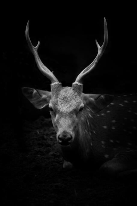 Canvas Animal Posters And Print Stationery Displays