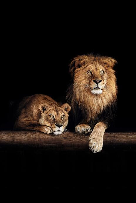 Canvas Animal Posters And Print Stationery Displays