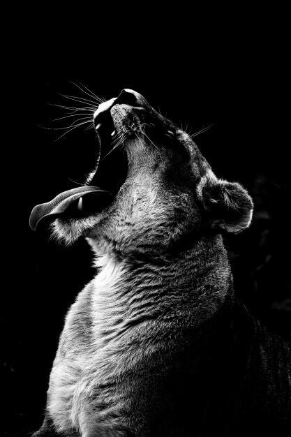 Canvas Animal Posters And Print Stationery Displays