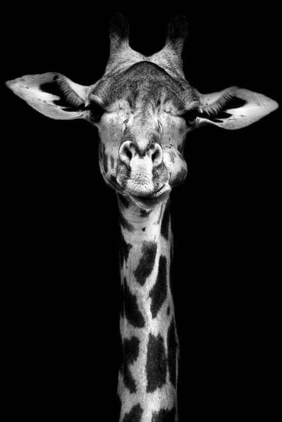 Canvas Animal Posters And Print Stationery Displays