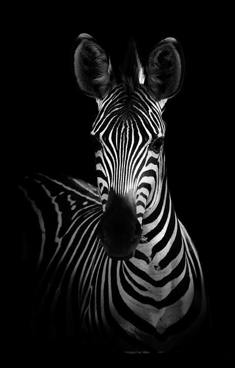 Canvas Animal Posters And Print Stationery Displays
