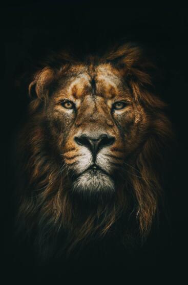 Canvas Animal Posters And Print Stationery Displays