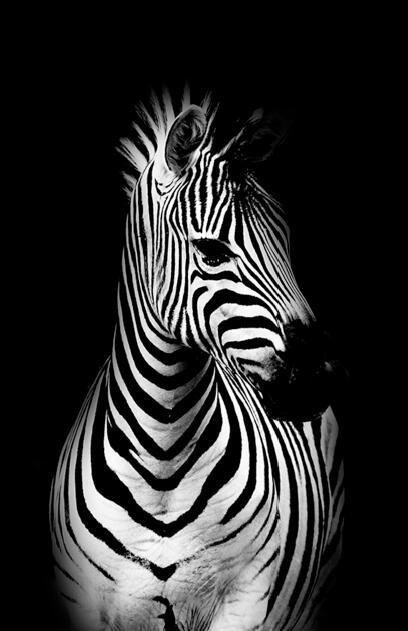 Canvas Animal Posters And Print Stationery Displays