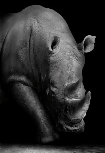 Canvas Animal Posters And Print Stationery Displays