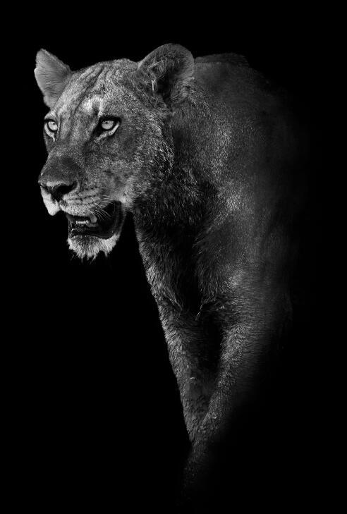 Canvas Animal Posters And Print Stationery Displays