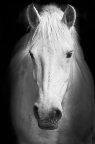 Canvas Animal Posters And Print Stationery Displays
