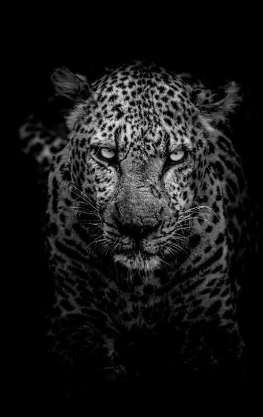Canvas Animal Posters And Print Stationery Displays