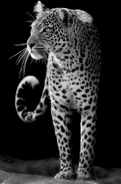 Canvas Animal Posters And Print Stationery Displays