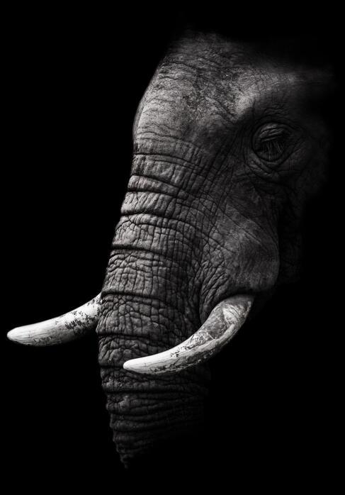 Canvas Animal Posters And Print Stationery Displays