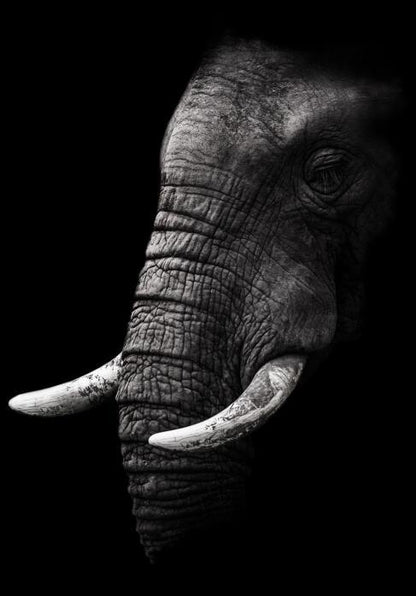 Canvas Animal Posters And Print Stationery Displays